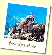 Great Barrier Reef snorelling and diving adventures